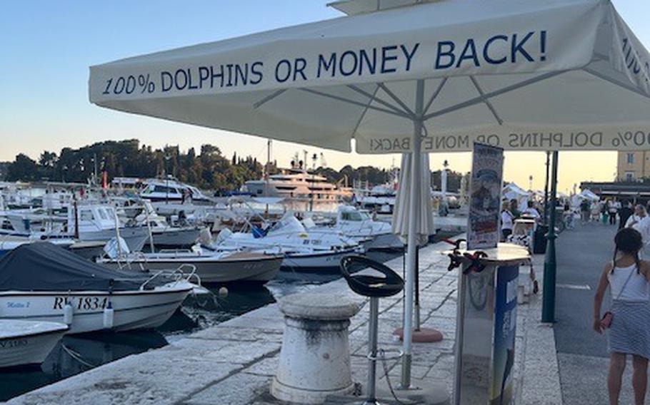 Dolphin Guarantee written on a large white umbrella